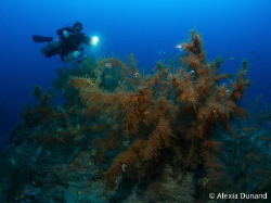 Black coral - 60 meters. Lanzarote by Alexia Dunand 